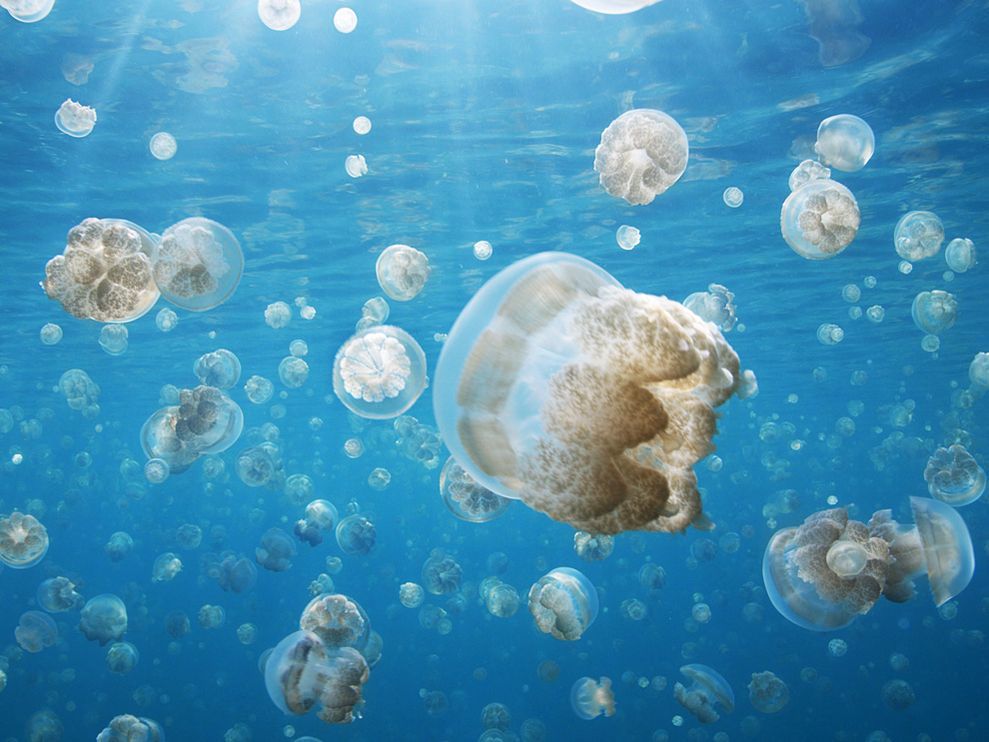 a group of jellyfish swimming in the ocean