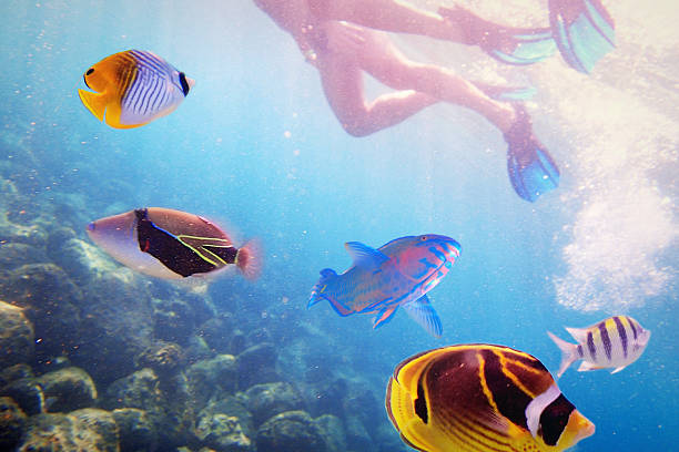 snorkelers with variety of tropical reef fish in kauai, hawaii - snorkeling fish stock pictures, royalty-free photos & images