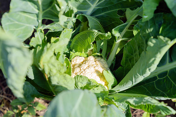 Cauliflower Aalsmeer closeup growing in a vegetable garden. Close up of a white cauliflower head with leaves, top view Caulif