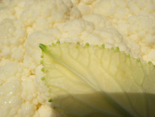 Cauliflower with leaf close-up Extreme close-up of a cauliflower and its leaf. cauliflower ear stock pictures, royalty-free p
